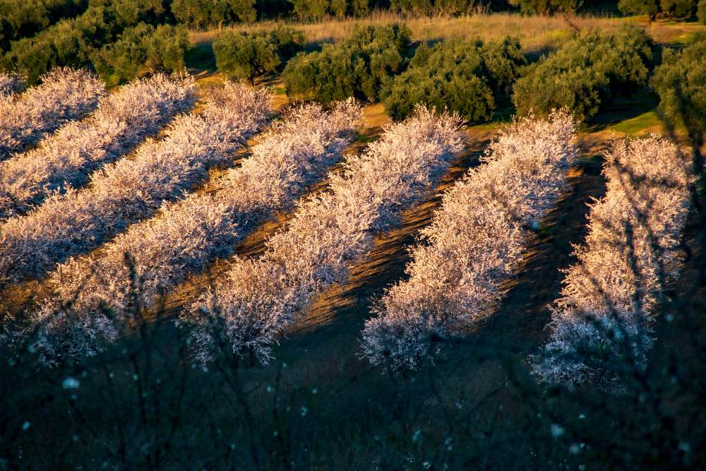 almond tree