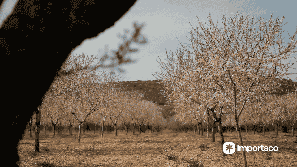 Origen del almendro