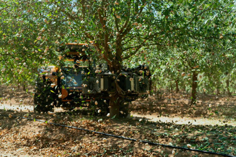 campo almendros