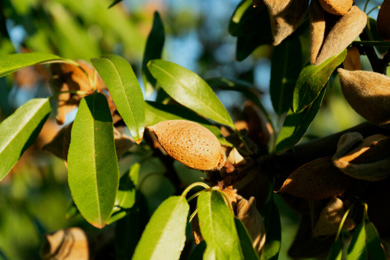 campos almendros
