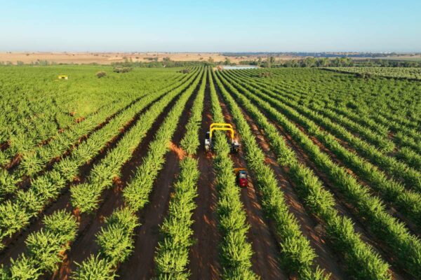 nuts in sustainable food production